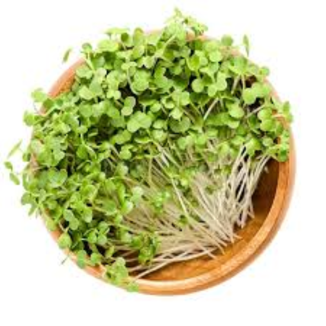 FRESH MUSTARD SHOOTS